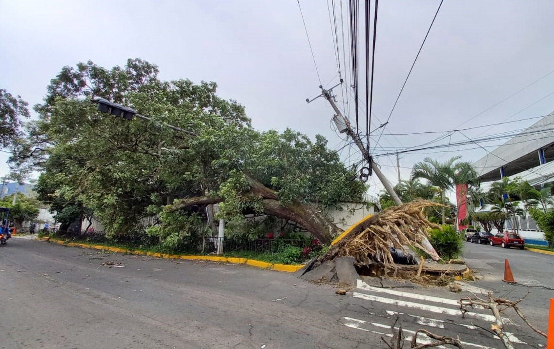 tormenta-tropical-eta-ha-provocado-la-caida-de-arboles-en-diferentes-zonas-del-pais